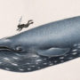 El dilema de las ballenas